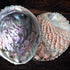 large abalone shell